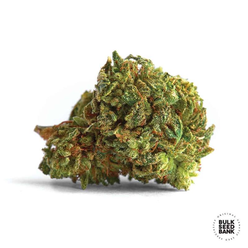 Bulk Seeds Mazar Extra 100 kom fem