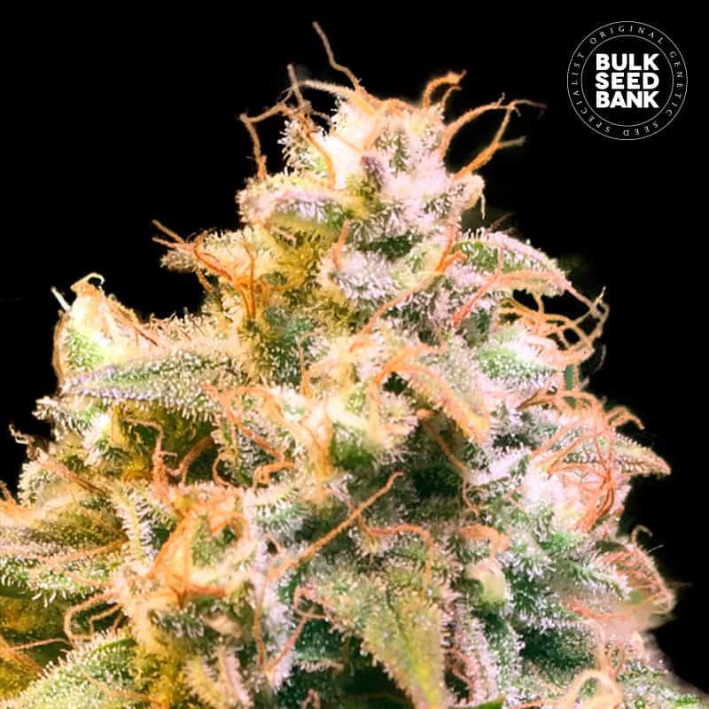 Bulk Seeds Guerilla Glue 5 kom fem