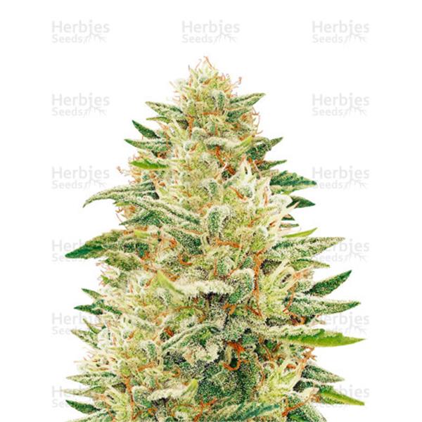 Dr. Underground Godzilla Glue 25 kom