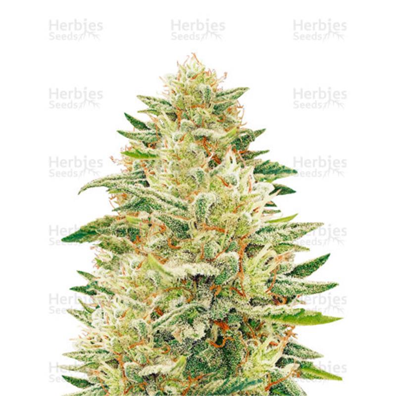 Dr. Underground Godzilla Glue 25 kom