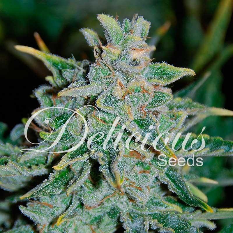 Delicious Seeds Northern Lights Blue fem 10