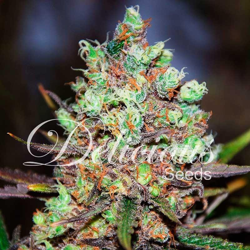 Delicious seeds Cotton Candy Kush fem 10 fem