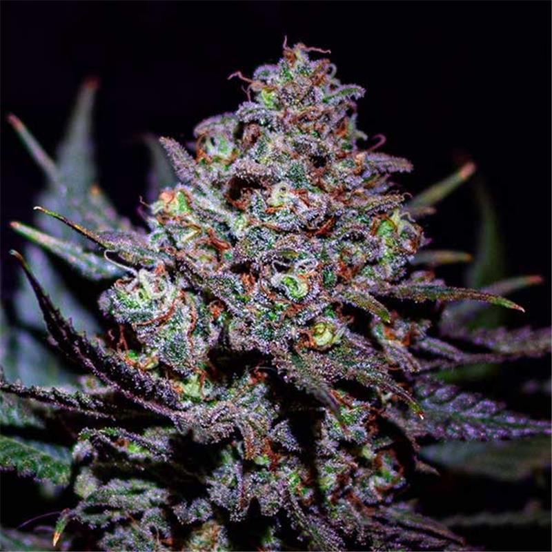 Delicious Seeds Critical Super Silver Haze 10 fem
