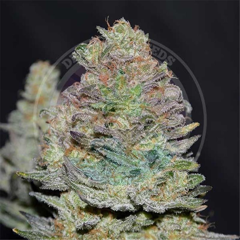 Delicious Seeds Delicious Cookies Auto 10 fem