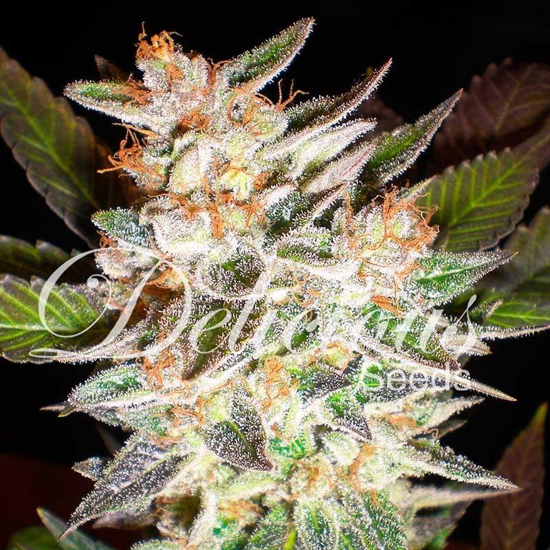 Delicious Seeds Delicious Candy Auto 1