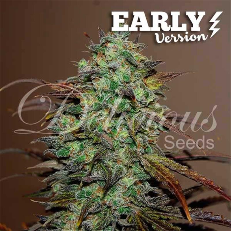 Delicious Seeds Eleven Roses Early Version 10 fem
