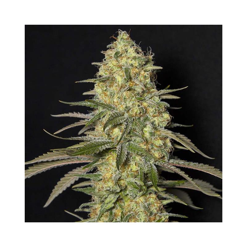 EVA Seeds Black Dream 6+2