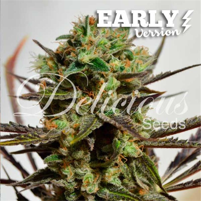 Delicious Seeds Delicious Candy  Early Version 10 fem