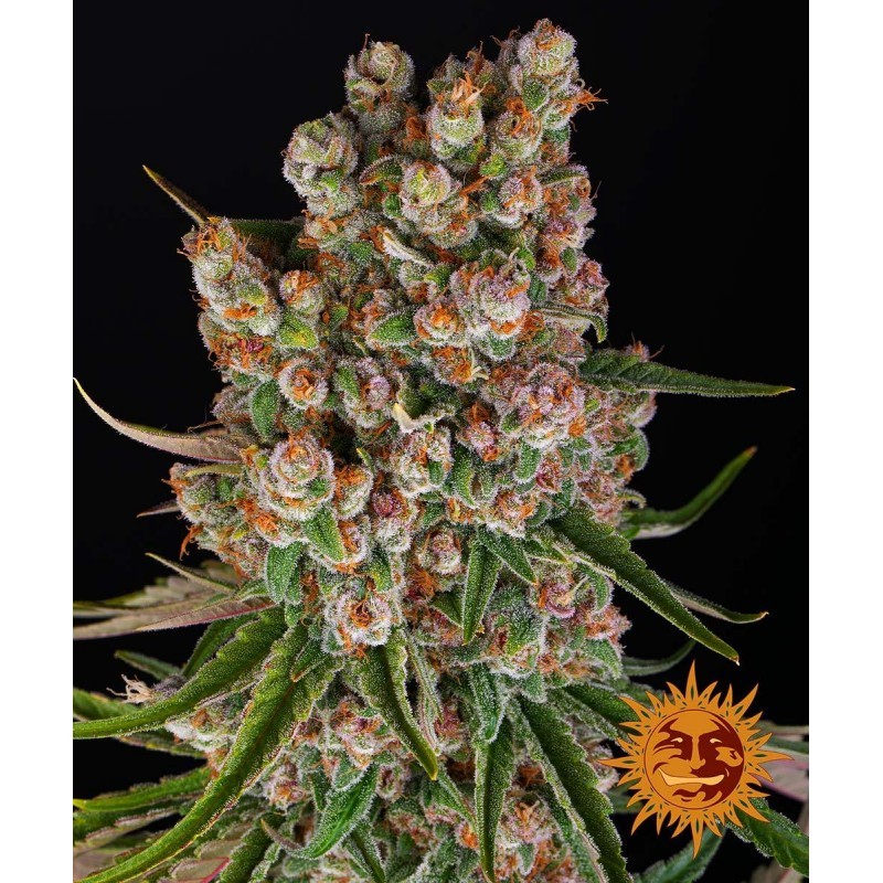 Seme Barneys Farm GMO 1 fem
