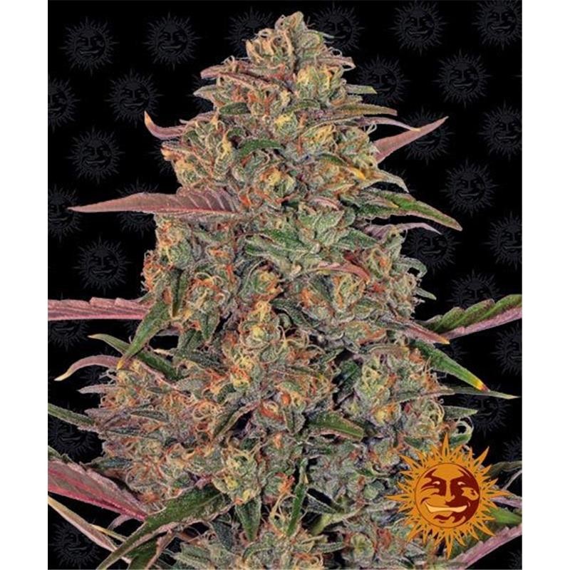 Seme Barneys Farm Pineapple Chunk 1 fem