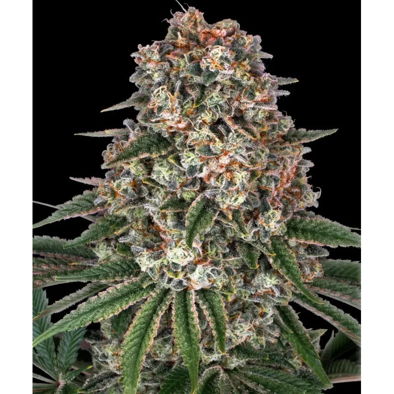 Seme Barneys Tropicanna Banana 10 fem