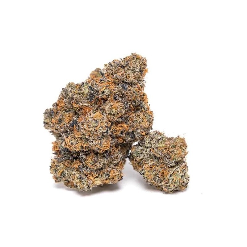 Growers Choice King Louis Garcia fem