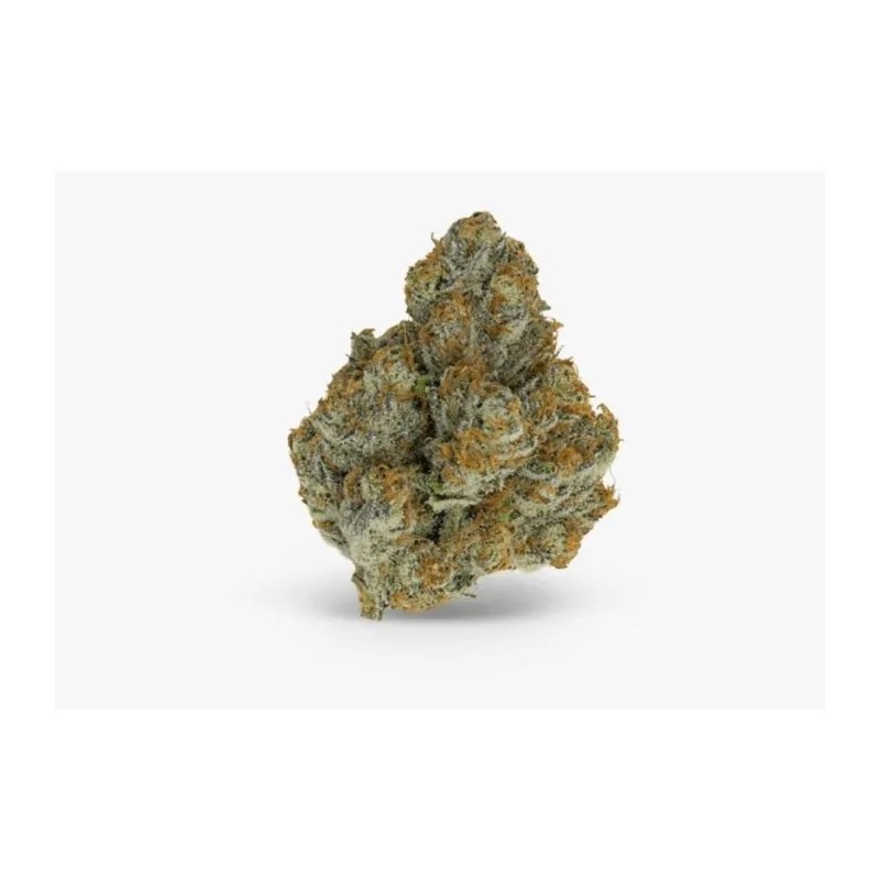 Growers Choice Blue Zushi Limited Edition fem