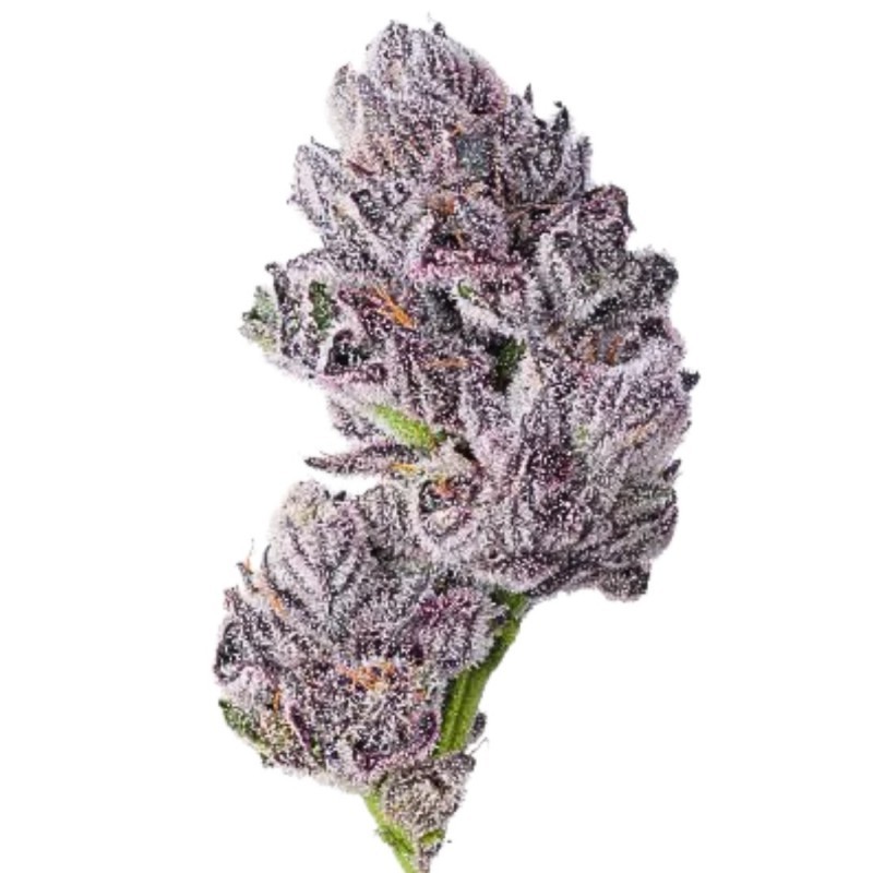 Growers Choice Iced Sangria Triploid F1