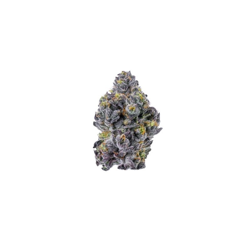 Growers Choice Sticky Wasabi Triploid F1