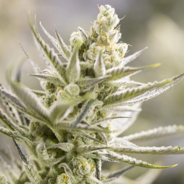 Growers Choice Forbidden Runtz fem