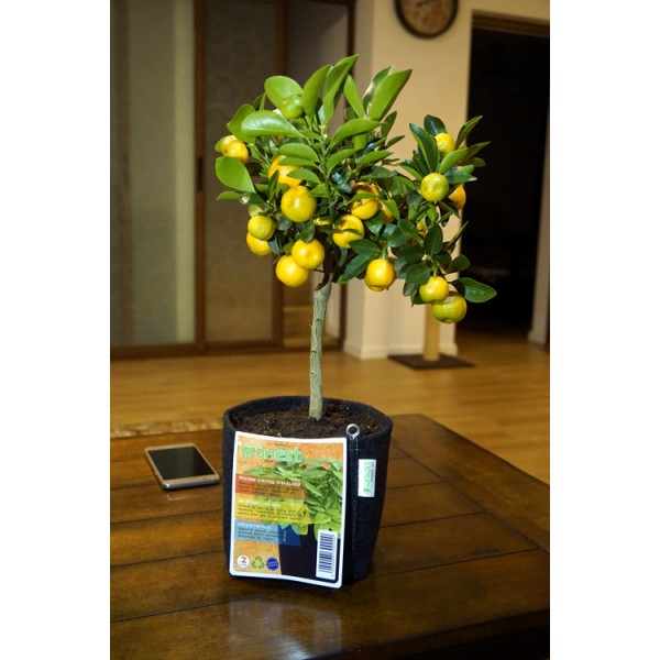 Gronest  AQUA Breathe 15x15x18cm 4L