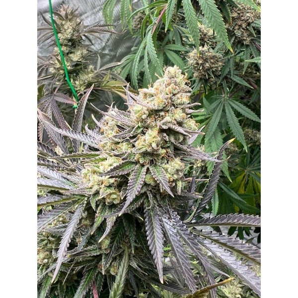 Growers Choice White Truffle fem