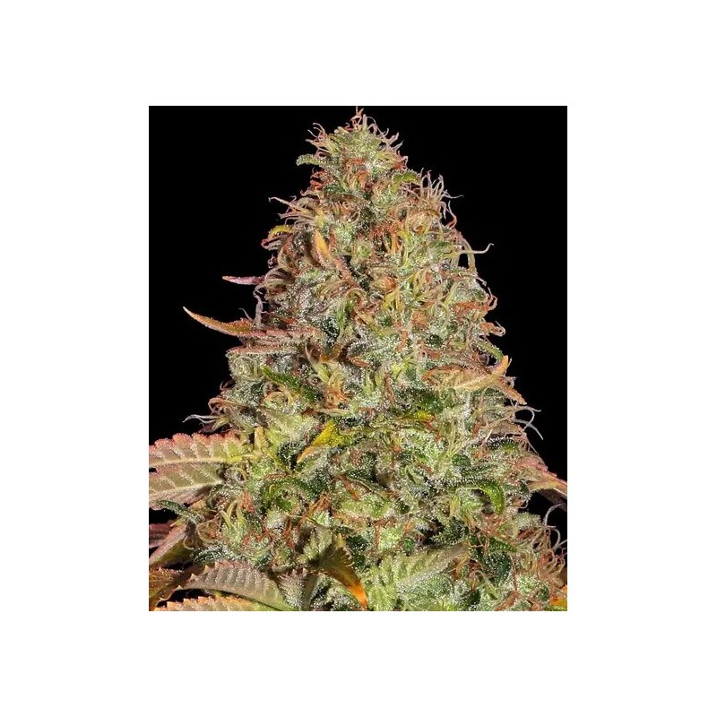 Seme Barneys Farm Zkittlez OG Auto 1 fem