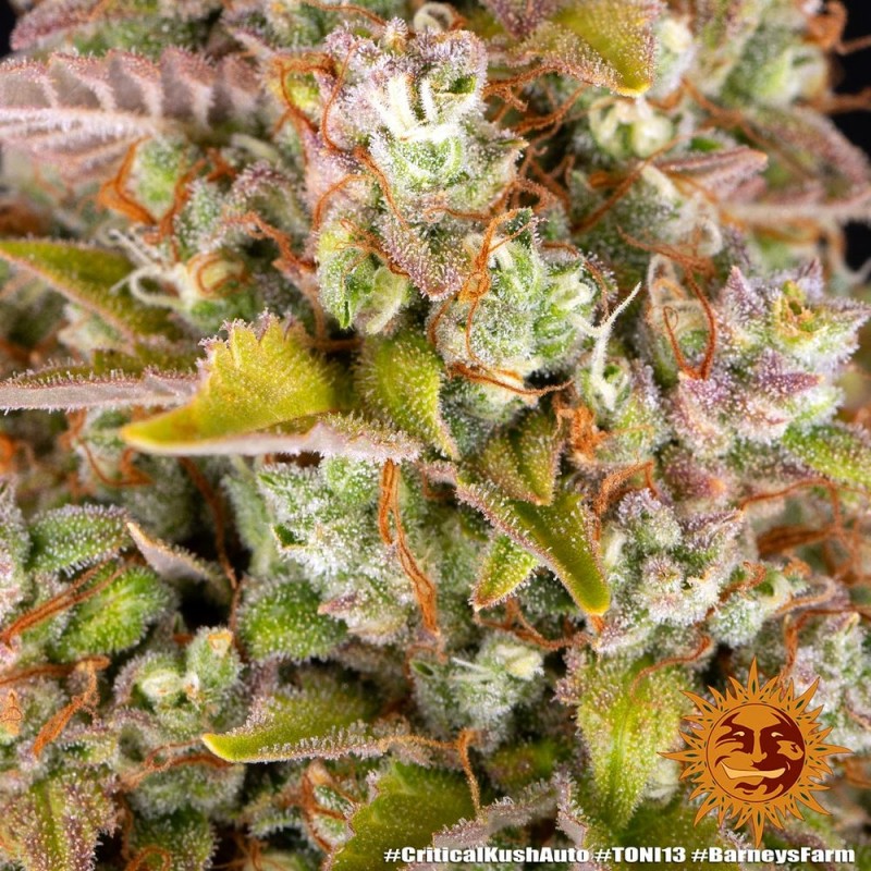 Seme Barneys Farm Critical Kush Auto 1 fem