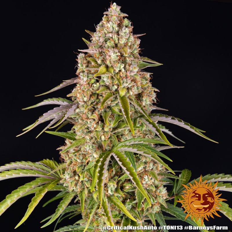Seme Barneys Farm Critical Kush Auto 1 fem