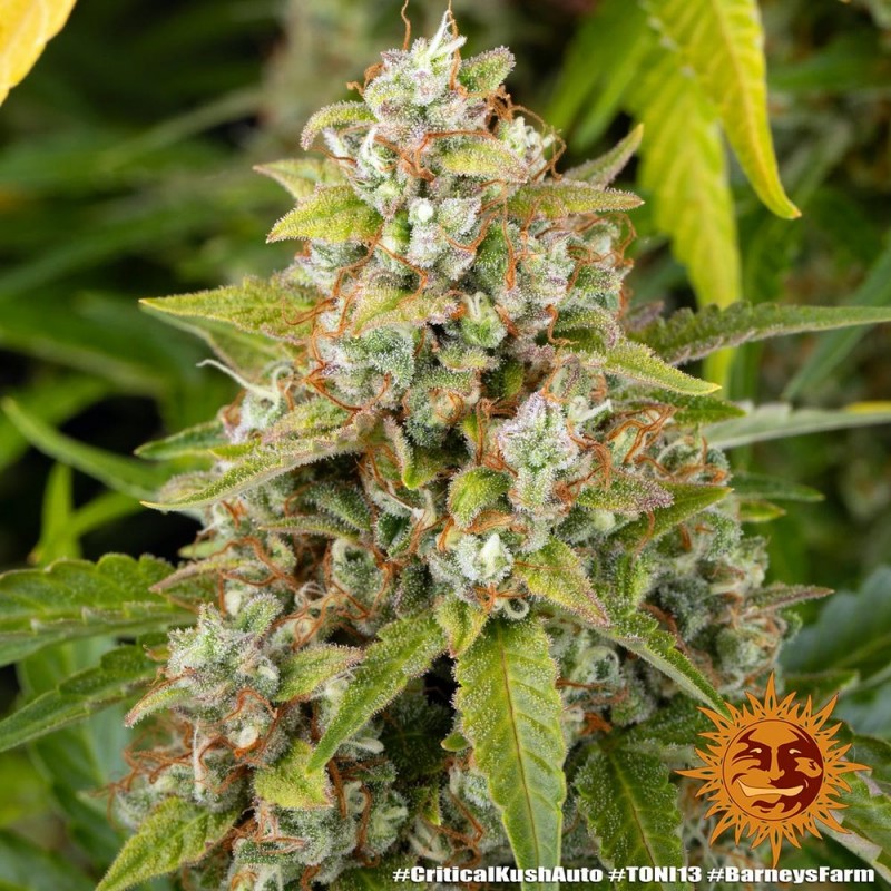 Seme Barneys Farm Critical Kush Auto 1 fem