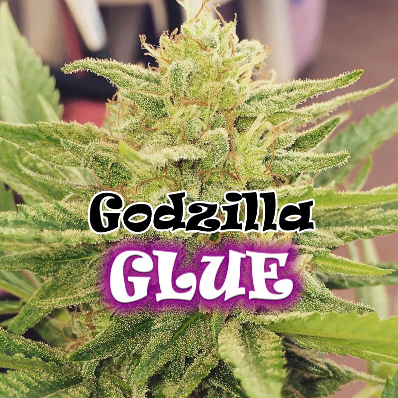Dr. Underground Godzilla Glue 25 kom