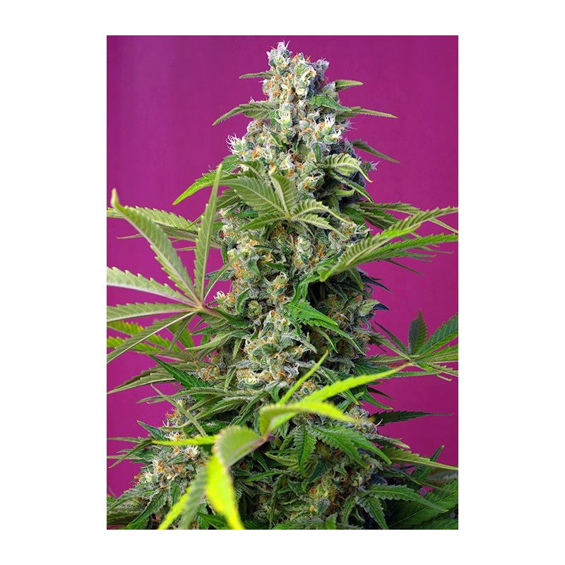 Seme Sweet Seeds Gorilla Girl 5 fem