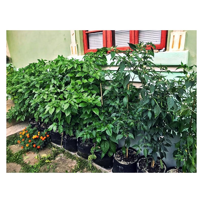 Gronest  AQUA Breathe 56x56x37cm 115L