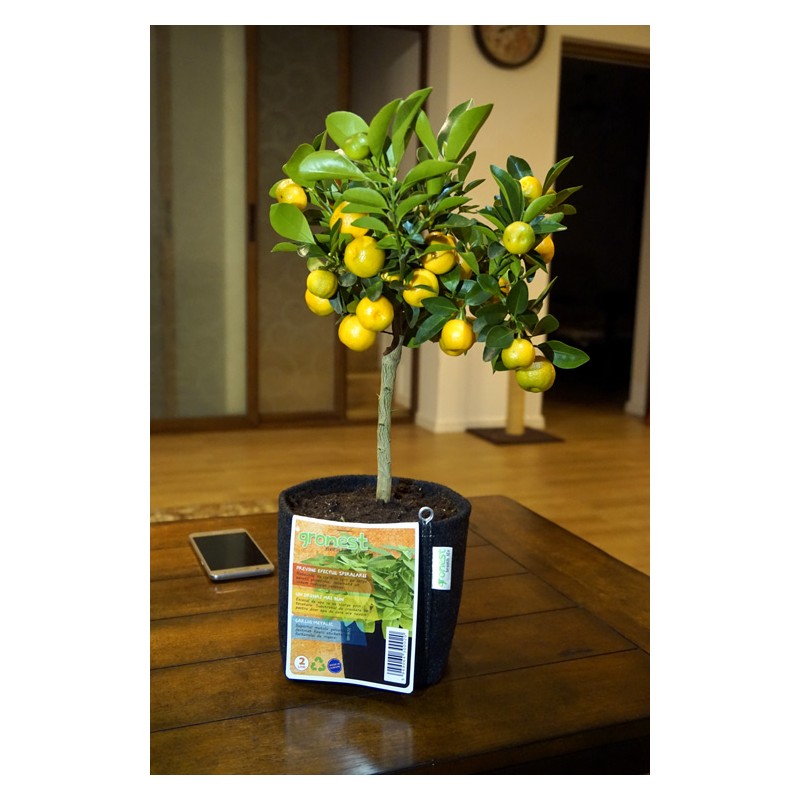 Gronest  AQUA Breathe 15x15x18cm 4L