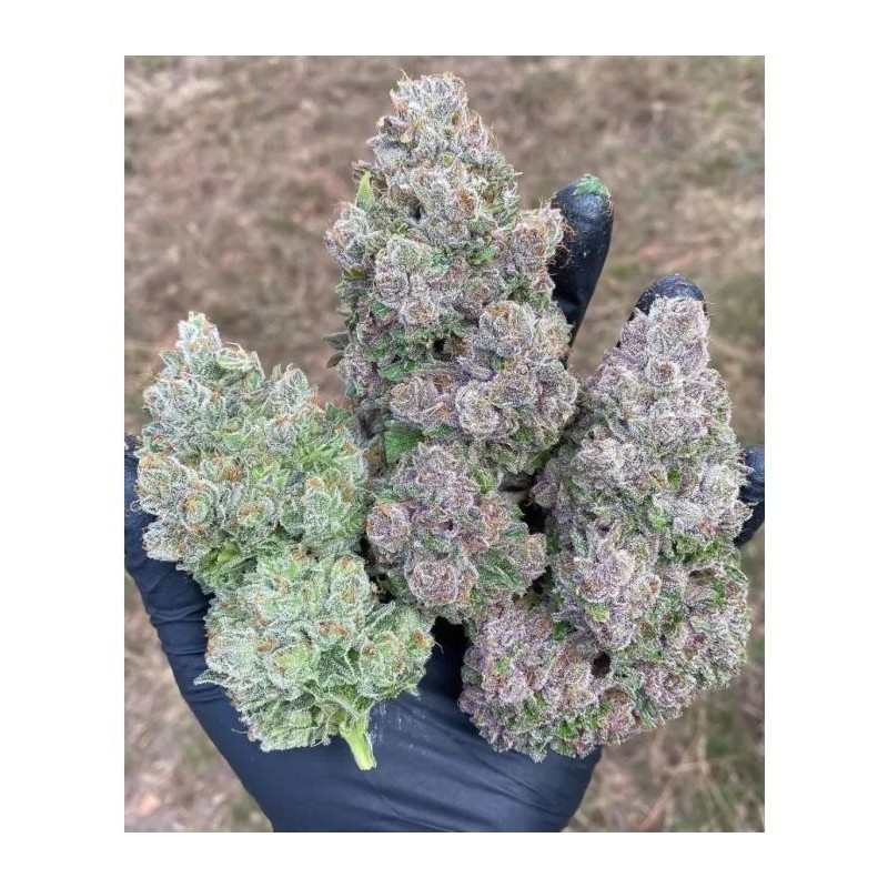 Growers Choice Mimosa Gusher Limited Edition fem