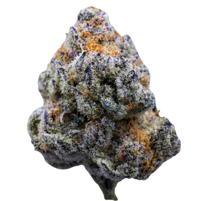 Growers Choice Platinum Mimosa Cookies Fast fem