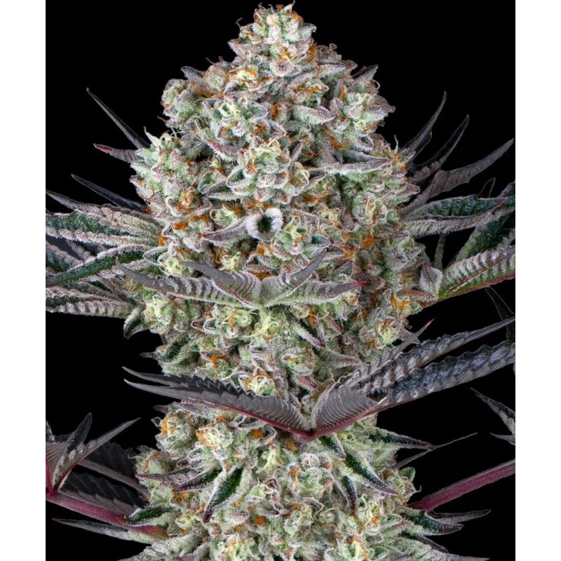 Seme Barneys Farm Dos-si-dos 33 10 fem