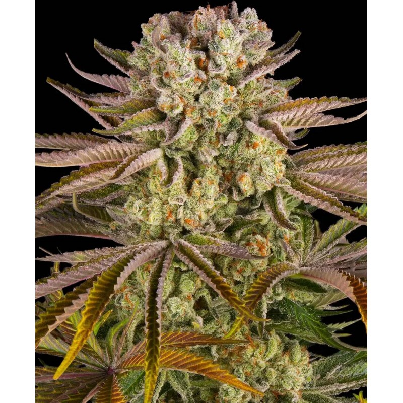 Seme Barneys Farm Pineapple Express 10 fem