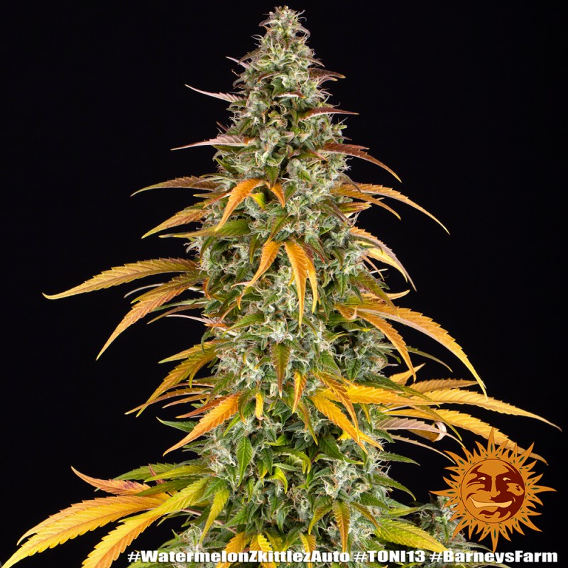Seme Barneys Farm Watermelon Zkittlez Auto 1 fem