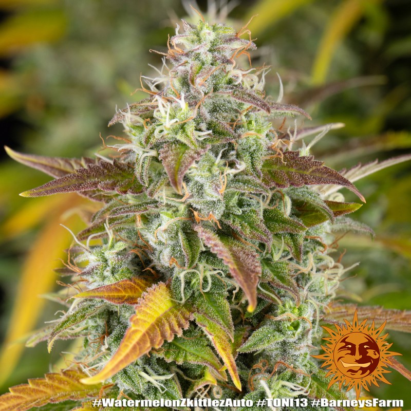 Seme Barneys Farm Watermelon Zkittlez Auto 1 fem