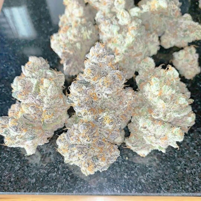 Growers Choice White Truffle fem
